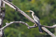 Anhinga d'Amérique / Barrage de Petit-Saut (Guyane française), août 2012