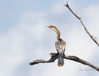 Anhinga d'Amérique / Barrage de Petit-Saut (Guyane française), août 2012