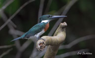 Martin-pêcheur à ventre roux / Haut Sinnamary (Guyane française), août 2012