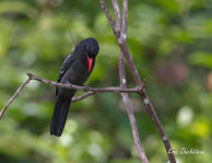 Barbacou noir / Haut Sinnamary (Guyane française), août 2012