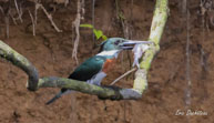 Martin-pêcheur à ventre roux / Haut Sinnamary (Guyane française), août 2012