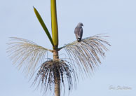 Buse cendrée / Matoury (Guyane française), août 2012