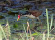 Jacana noir (juvénile) / Route de Guatemala (Guyane française), mars 2014