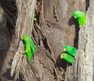 Touis été (Perruches à croupion vert) / Matoury (Guyane française), août 2012