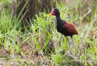 Jacana noir / Lacs Pali (Guyane française), mars 2014