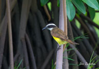 Tyran quiquivi / Lacs Pali (Guyane française), mars 2014