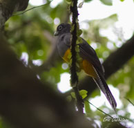 Trogon à queue blanche / Lacs Pali (Guyane française), mars 2014