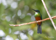 Jacamar vert / Lacs Pali (Guyane française), mars 2014