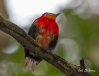 Manakin auréole / Lacs Pali (Guyane française), mars 2014