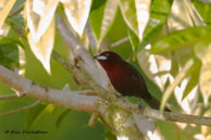 Tangara à bec d'argent / Matoury (Guyane française), août 2014