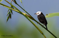 Moucherolle à tête blanche / Marais de Kaw, (Guyane française), juillet 2014