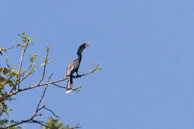 Anhinga d'Amérique / Marais de Kaw, (Guyane française), juillet 2014