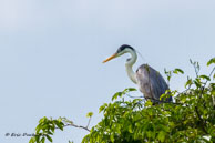 Héron cocoi / Marais de Kaw, (Guyane française), juillet 2014