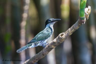 Martin-pêcheur vert / Marais de Kaw, (Guyane française), juillet 2014