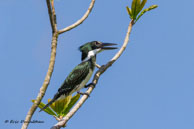 Martin-pêcheur vert / Marais de Kaw, (Guyane française), juillet 2014