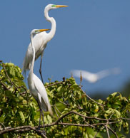 Grandes Aigrettes / Marais de Kaw, (Guyane française), juillet 2014