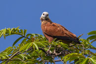 Buse à tête blanche / Marais de Kaw, (Guyane française), juillet 2014