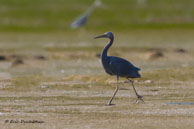 Aigrette bleue / Estuaire de la Rivière de Kaw (Guyane française), juillet 2014