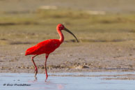 Ibis rouge / Estuaire de la Rivière de Kaw (Guyane française), juillet 2014