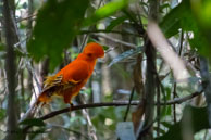 Coq-de-roche orange / Patawa (Guyane française), novembre 2014