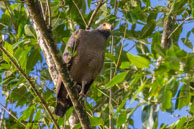 Buse à gros bec / Marais de Kaw, (Guyane française), juillet 2014