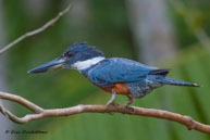 Martin-pêcheur à ventre roux / Marais de Kaw, (Guyane française), juillet 2014