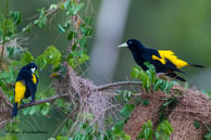 Cassiques cul-jaune / Marais de Kaw, (Guyane française), juillet 2014