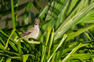 Tyranneau passegris / Matoury (Guyane française), novembre 2014