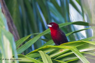 Tangara à bec d'argent / Matoury (Guyane française), novembre 2014