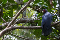 Caracara à gorge rouge / Saül (Guyane française), août 2014