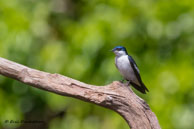 Hirondelle à ailes blanches / La Comté (Guyane française), août 2014