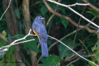 Trogon violacé / La Comté (Guyane française), août 2014