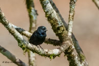 Évêque bleu-noir / Matoury (Guyane française), septembre 2015