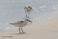 Bécasseau sanderling / Cayenne (Guyane française), octobre 2015