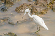 Grande Aigrette / Cayenne (Guyane française), octobre 2015