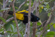 Cassique cul-jaune / Saül (Guyane française), octobre 2015