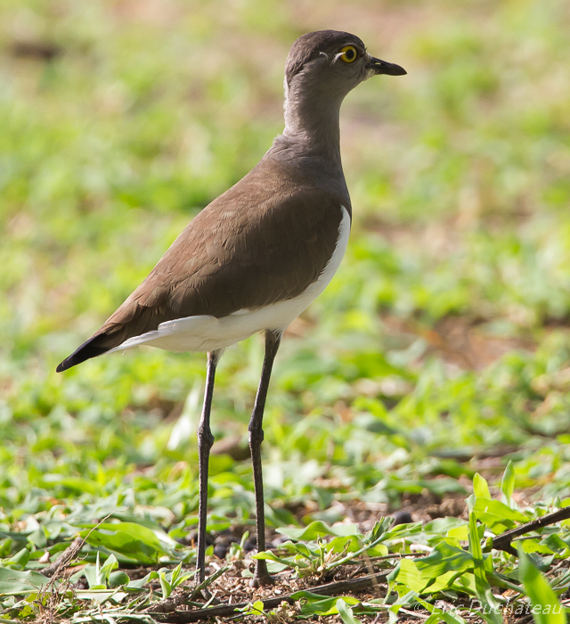 Vanneau terne (Senegal Lawing)