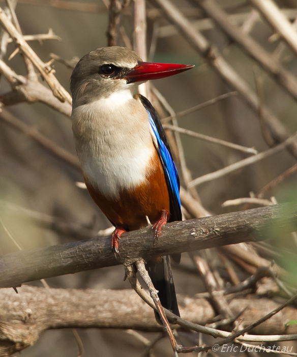 Martin-chasseur à tête grise (Grey-headed Kingfisher)