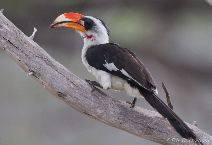 Calao de Decken (mâle) (Von der Decken's Hornbill)