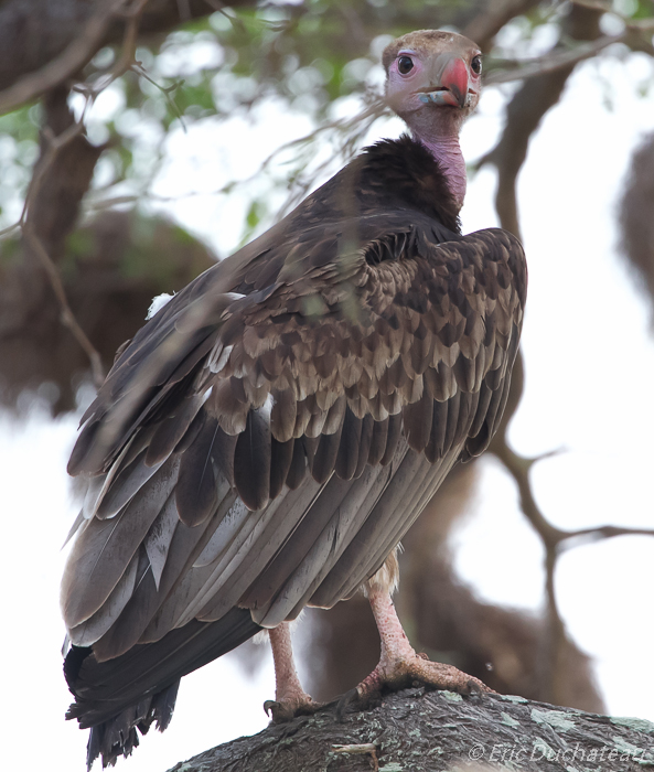 Vautour à tête blanche (White-headed Vulture)