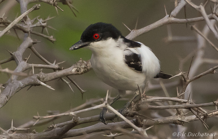 Cubla boule-de-neige (Black-backed Puffback)