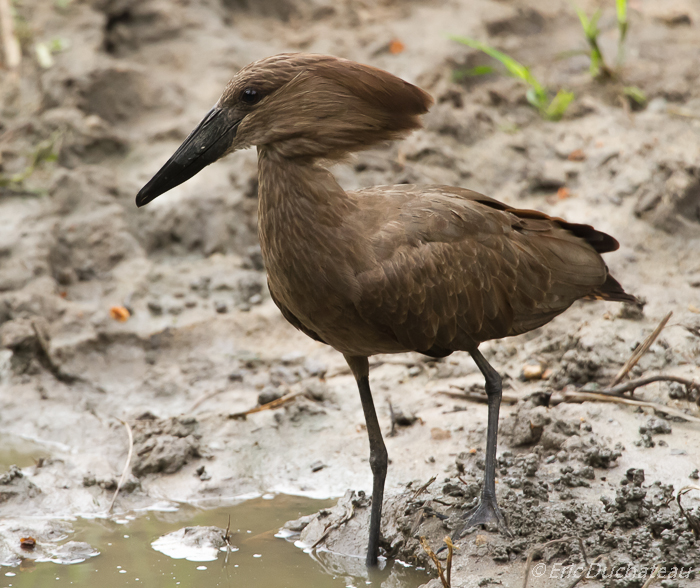 Ombrette africaine (Hamerkop)