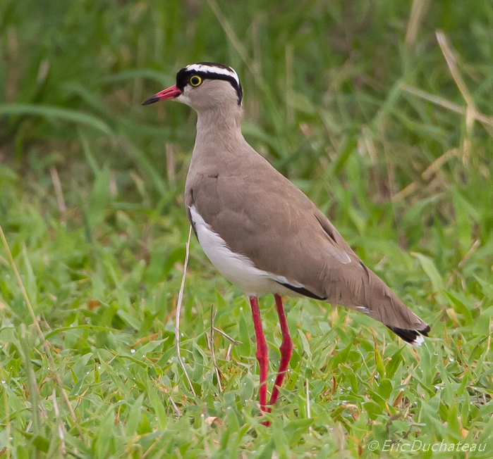 Vanneau couronné (Crowned Lapwing)