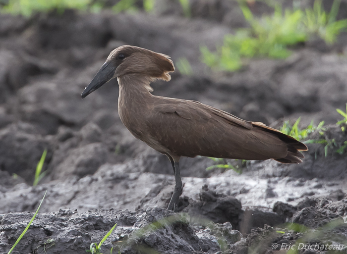 Ombrette africaine (Hamerkop)