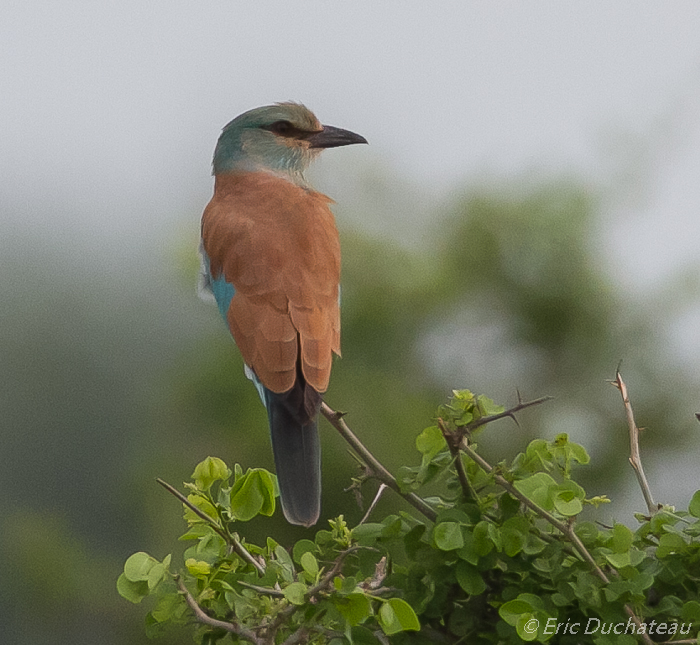 Rollier d'Europe (European Roller)