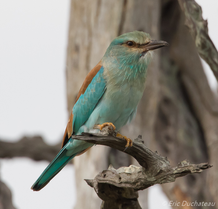 Rollier d'Europe (European Roller)