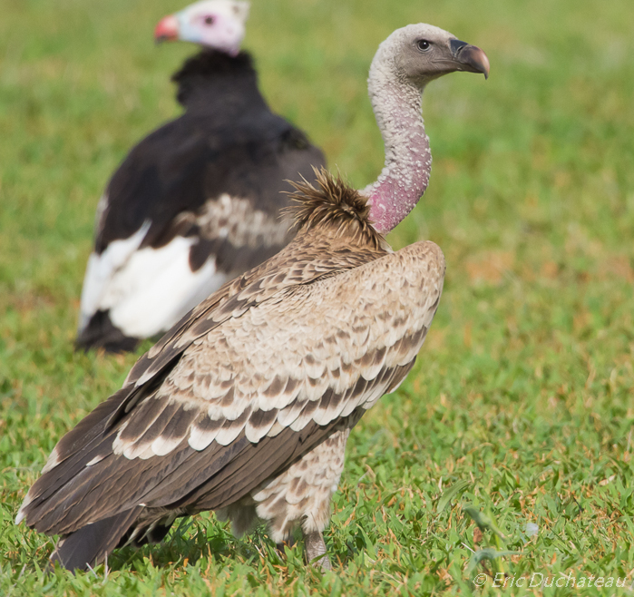 Vautour africain (African White-backed Vulture)