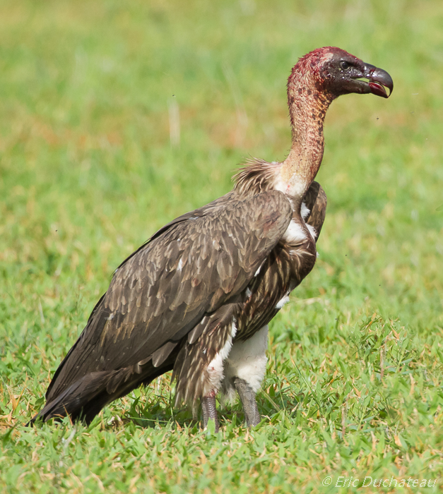 Vautour africain (African White-backed Vulture)