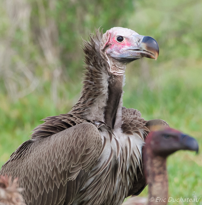 Vautour oricou Lappet-faced Vulture)