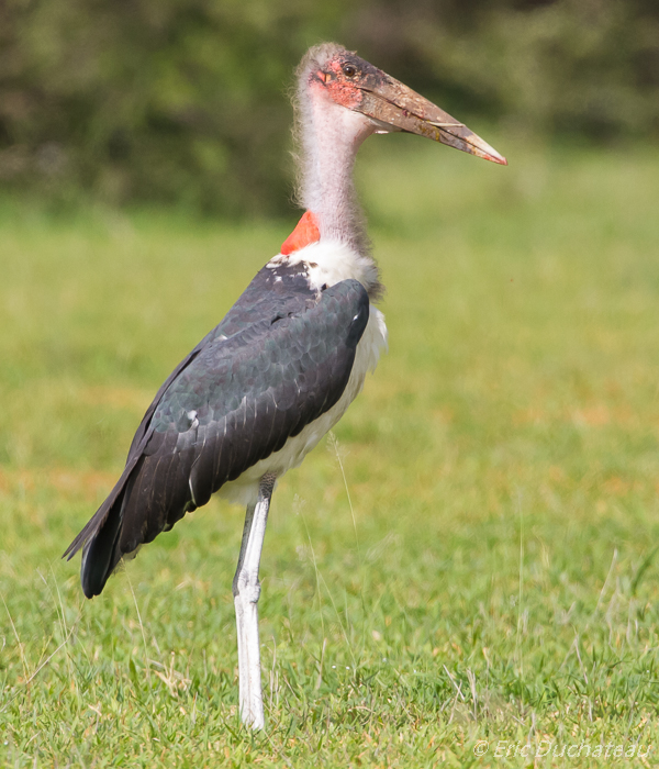 Marabout d'Afrique (Marabou Stork)